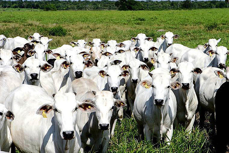 No fim de janeiro de 2013, as últimas propriedades que ainda permaneciam sob a expectativa do resultado dos novos testes realizados tiveram a negatividade sorológica dos animais sentinelas confirmada. Com o resultado favorável encerraram-se as atividades de campo do inquérito soroepidemiológico no estado do Pará. Foram mais de 13 mil amostras em 382 propriedades localizadas em 58 municípios.  FOTO: ASCOM ADEPARÁ DATA: 26.01.13 BELÉM-PARÁ